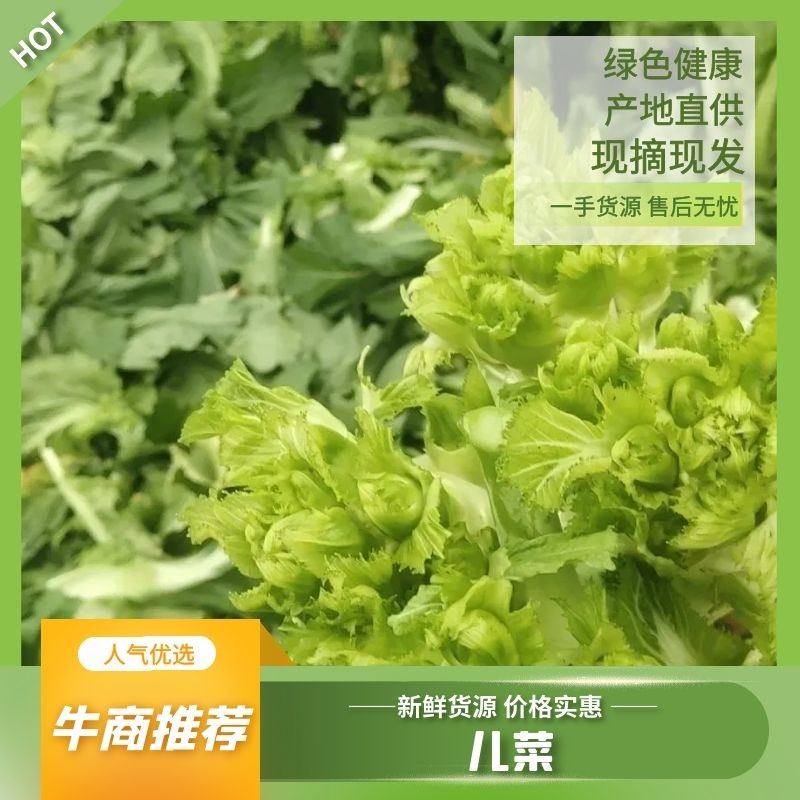 四川儿菜，精品儿菜基地发货大小心，早中熟儿质量保证，量大从优