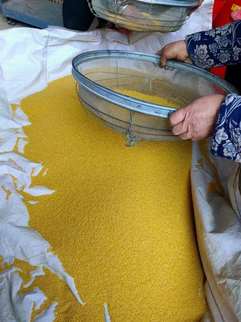 黄小米有机种植米脂油小米沂蒙山小米一件代发电联