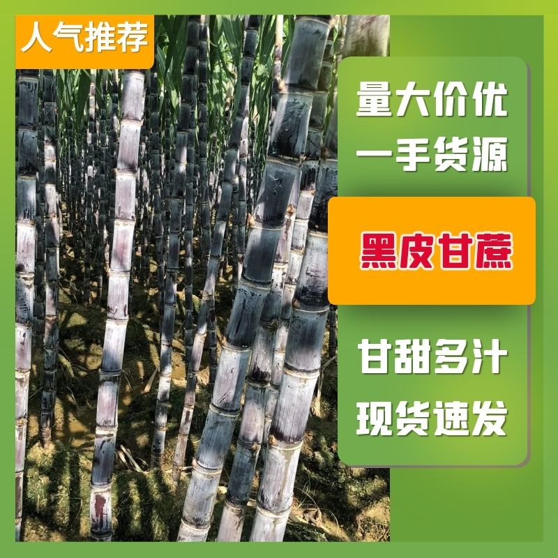 【产地批发】优质黑皮甘蔗，货源充足对接一手货源