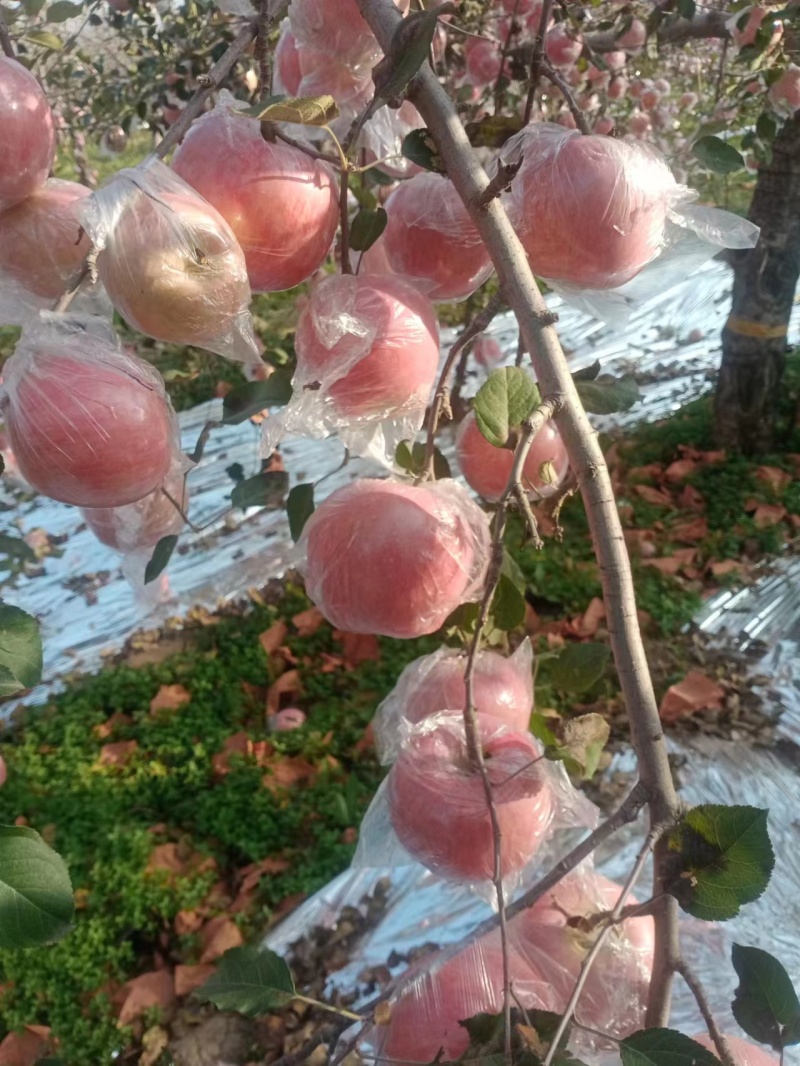 【红富士苹果】山西运城纸加膜红富士苹果产地直发质量保证