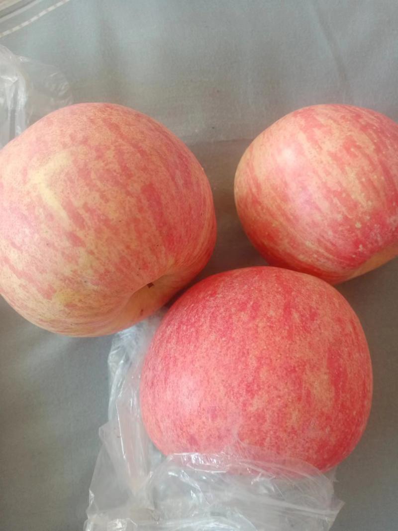 【红富士苹果】山西运城纸加膜红富士苹果产地直发质量保证