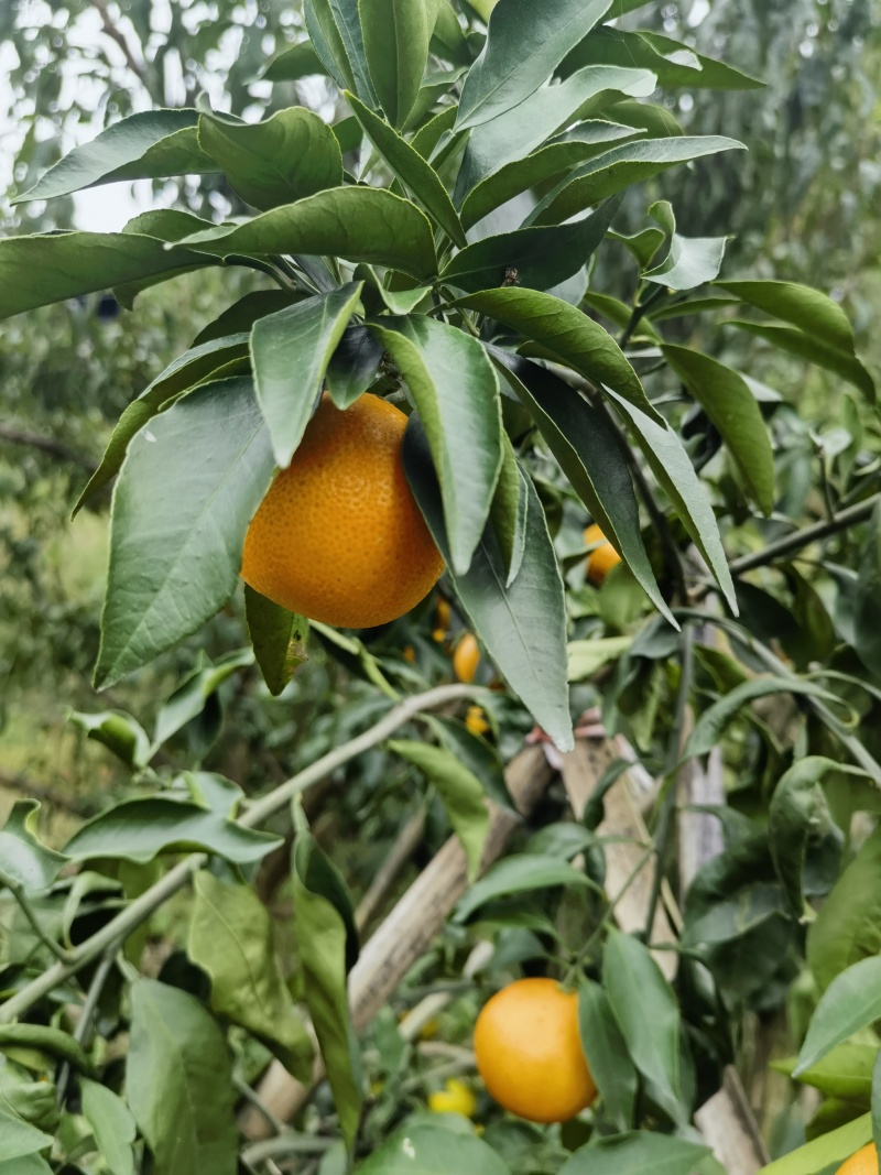 产地直销精品爱媛果冻橙皮薄水分足甜度高欢迎咨询