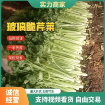 安徽芹菜大量上市了品种多西芹玻璃脆香芹可供选择产地可发货
