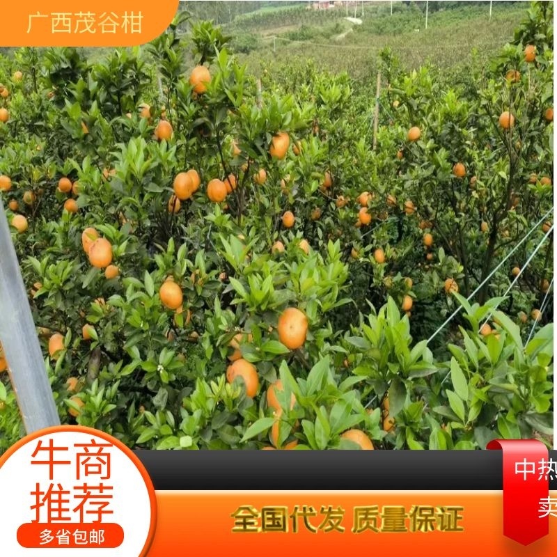 【精选】优质供货电商，茂谷柑，广西来宾，货量充足，价格优