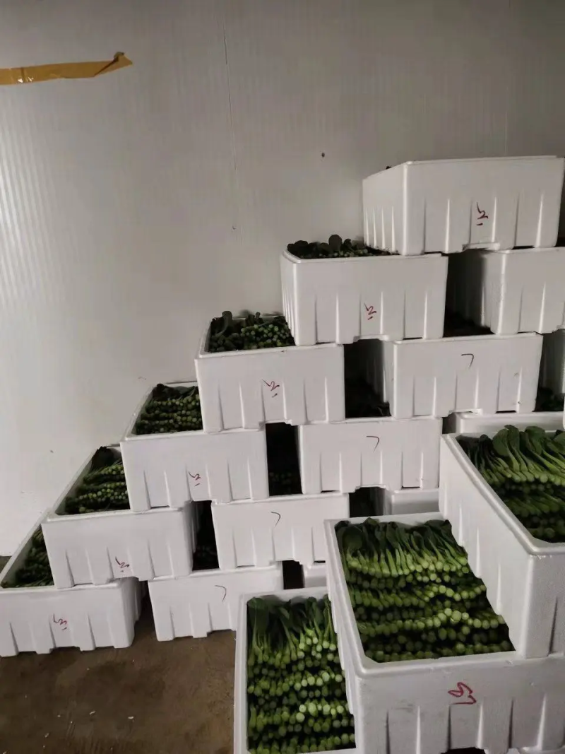 牛商推荐菜苔青菜苔红菜苔菜心各种精品蔬菜来电咨询长期合作