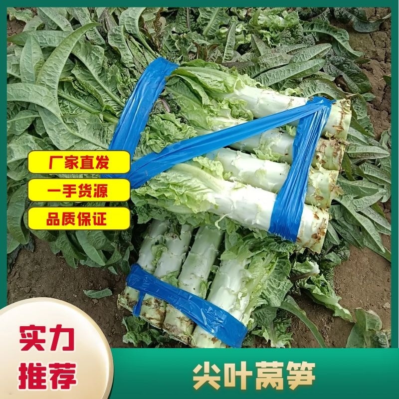 尖叶窝笋莴苣红香叶货源充足一手货源欢迎新老客户咨询