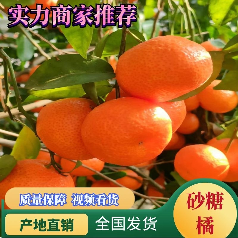 【优选】优质供货电商，广西砂糖橘，全国代发，**优惠