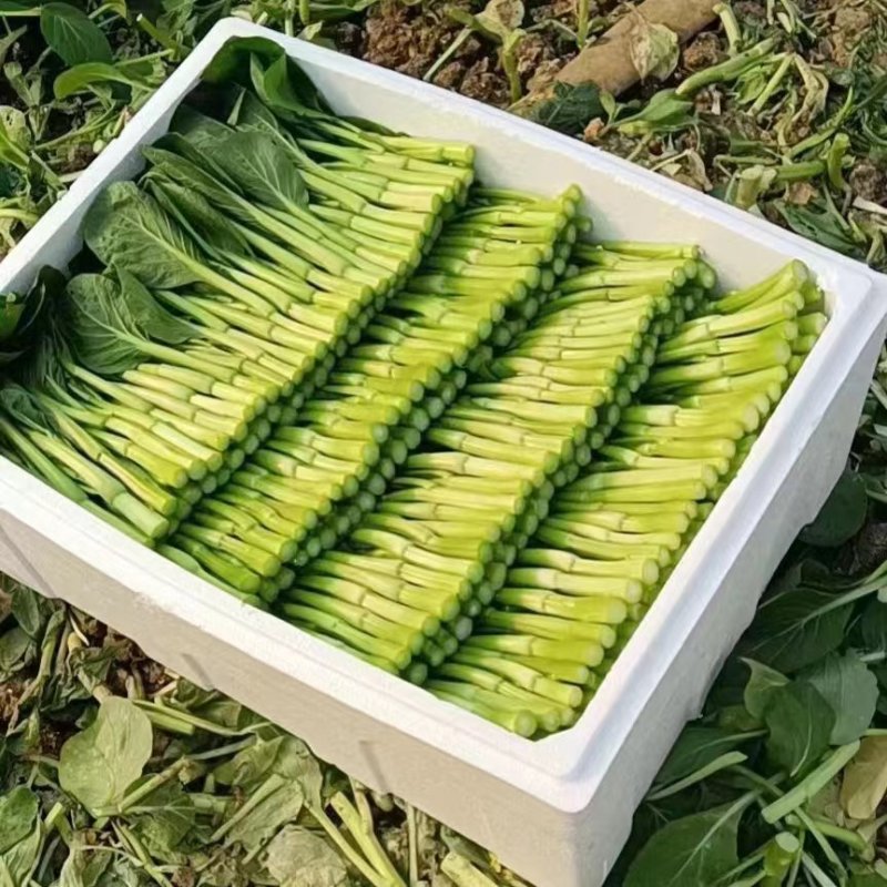 牛商推荐菜苔青菜苔红菜苔菜心各种精品蔬菜来电咨询长期合作