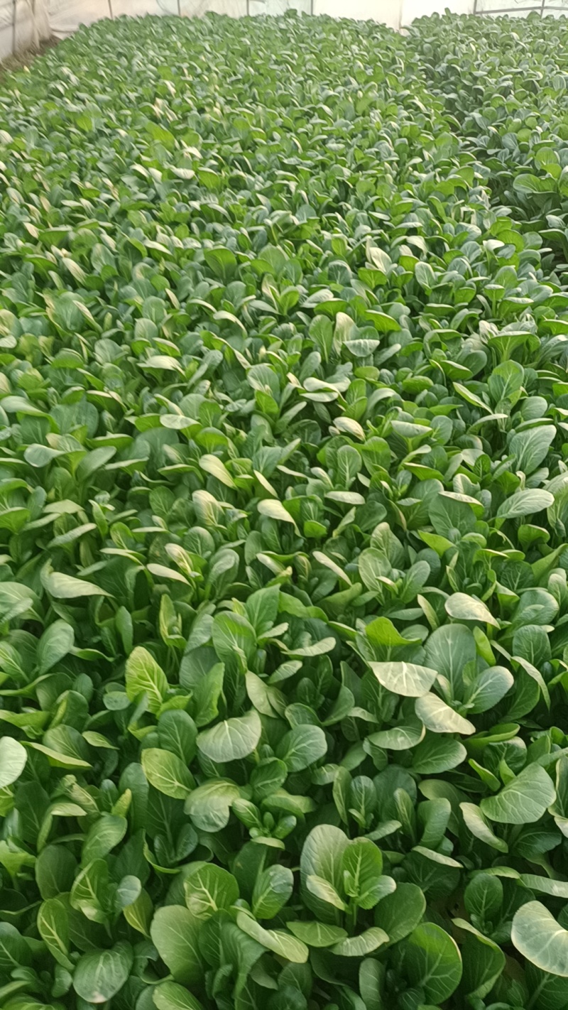 牛商推荐菜苔青菜苔红菜苔菜心各种精品蔬菜来电咨询长期合作