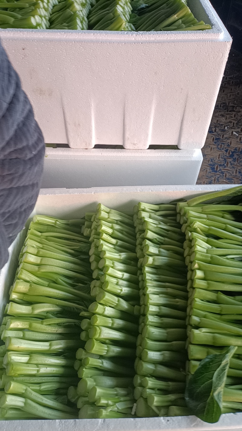 牛商推荐菜苔青菜苔红菜苔菜心各种精品蔬菜来电咨询长期合作