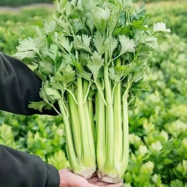 【实力推荐】芹菜大量上市可对接商超市场量大从优
