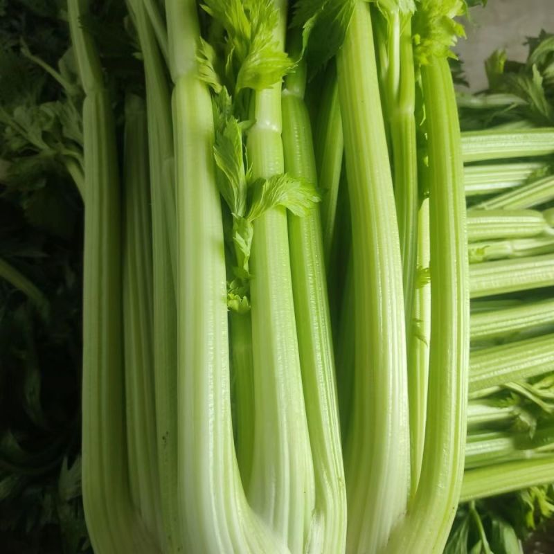 【实力推荐】芹菜大量上市可对接商超市场量大从优