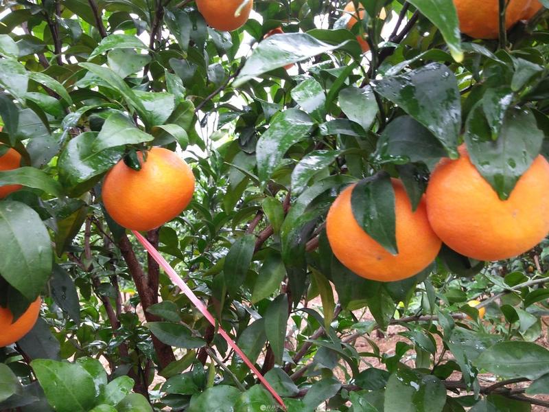 夏橙，广西桂林山地夏橙产地直销甜度高价格优惠