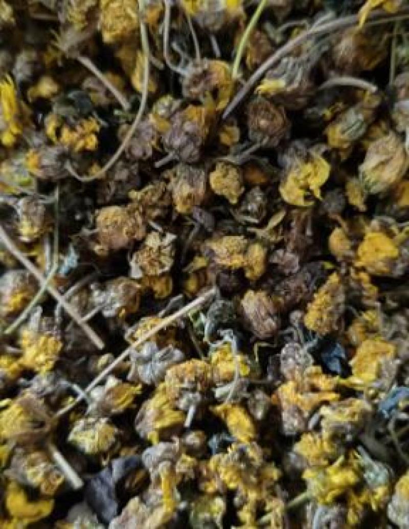 河南野菊花品质保证产地直发可视频看货欢迎咨询