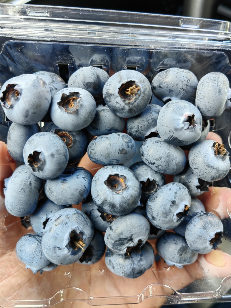 贵州蓝莓莱克西优瑞卡薄雾绿宝石蓝莓批量发货