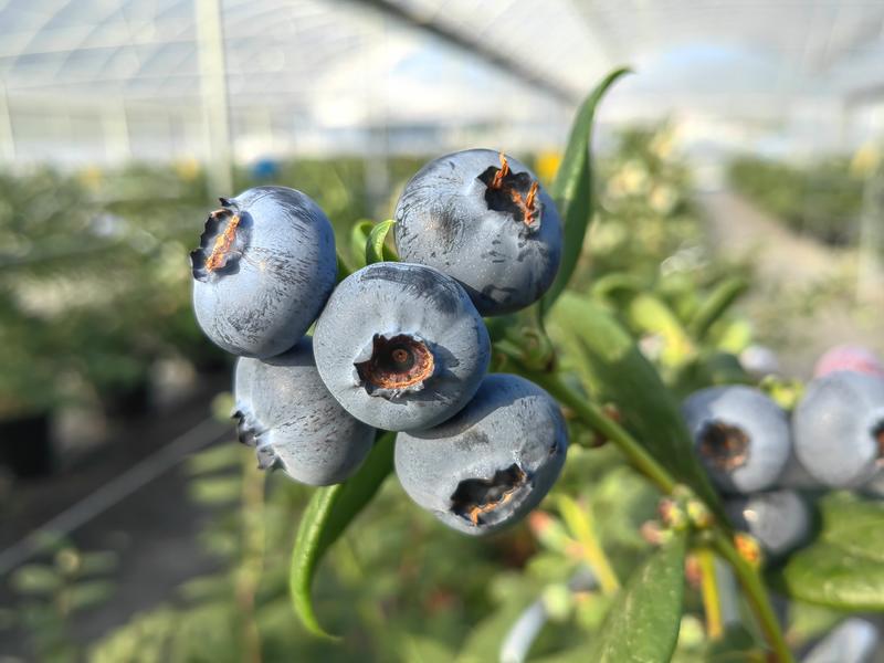 贵州蓝莓莱克西优瑞卡薄雾绿宝石蓝莓批量发货