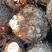 江西红芽芋品质保证产地直发可视频看货欢迎咨询