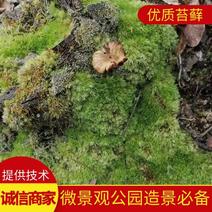 优质苔藓青苔微景观公园造景必备提供技术