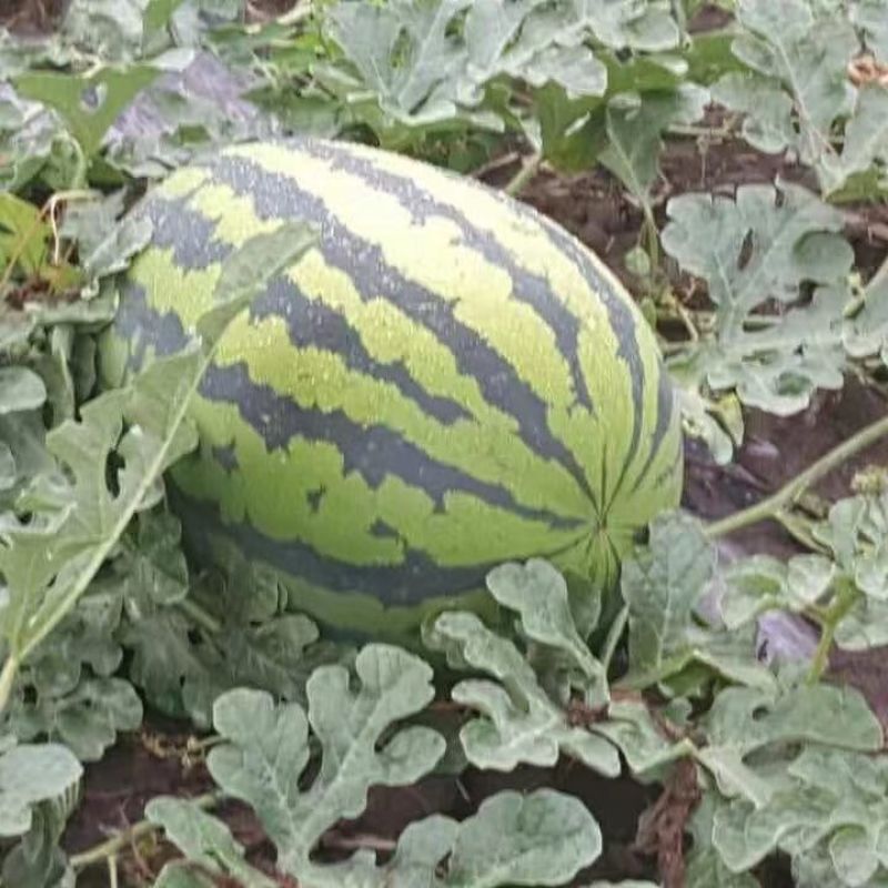懒汉沙漠之星西瓜种籽大果硒砂瓜种子高糖椭圆大号绿花皮西瓜