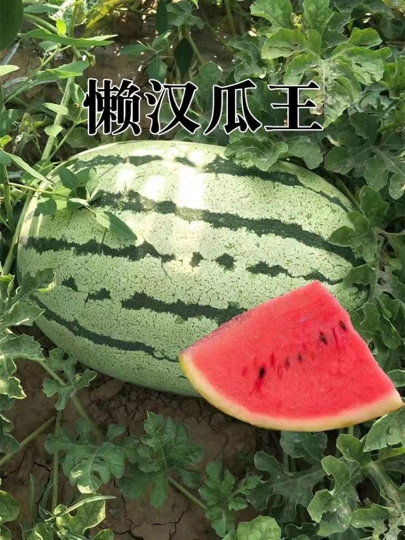 懒汉沙漠之星西瓜种籽大果硒砂瓜种子高糖椭圆大号绿花皮西瓜