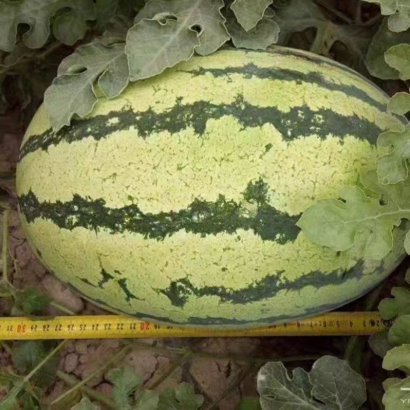 懒汉沙漠之星西瓜种籽大果硒砂瓜种子高糖椭圆大号绿花皮西瓜