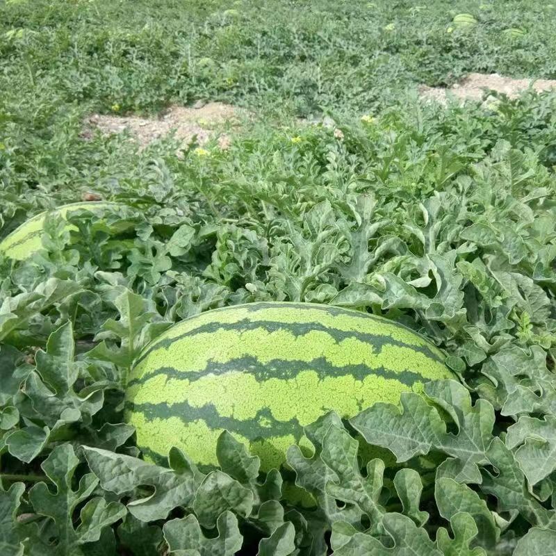 懒汉沙漠之星西瓜种籽大果硒砂瓜种子高糖椭圆大号绿花皮西瓜