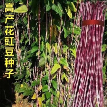 龙纹豇豆种子花皮豇豆长豆角种籽架豆春秋季播农家田园蔬菜种