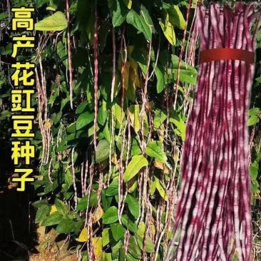 龙纹豇豆种子花皮豇豆长豆角种籽架豆春秋季播农家田园蔬菜种