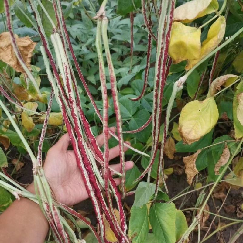 龙纹豇豆种子花皮豇豆长豆角种籽架豆春秋季播农家田园蔬菜种