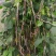 龙纹豇豆种子花皮豇豆长豆角种籽架豆春秋季播农家田园蔬菜种