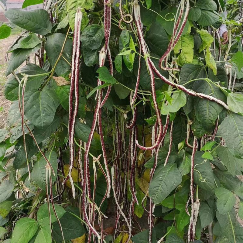 龙纹豇豆种子花皮豇豆长豆角种籽架豆春秋季播农家田园蔬菜种