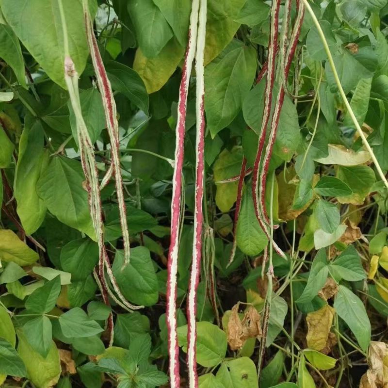 龙纹豇豆种子花皮豇豆长豆角种籽架豆春秋季播农家田园蔬菜种
