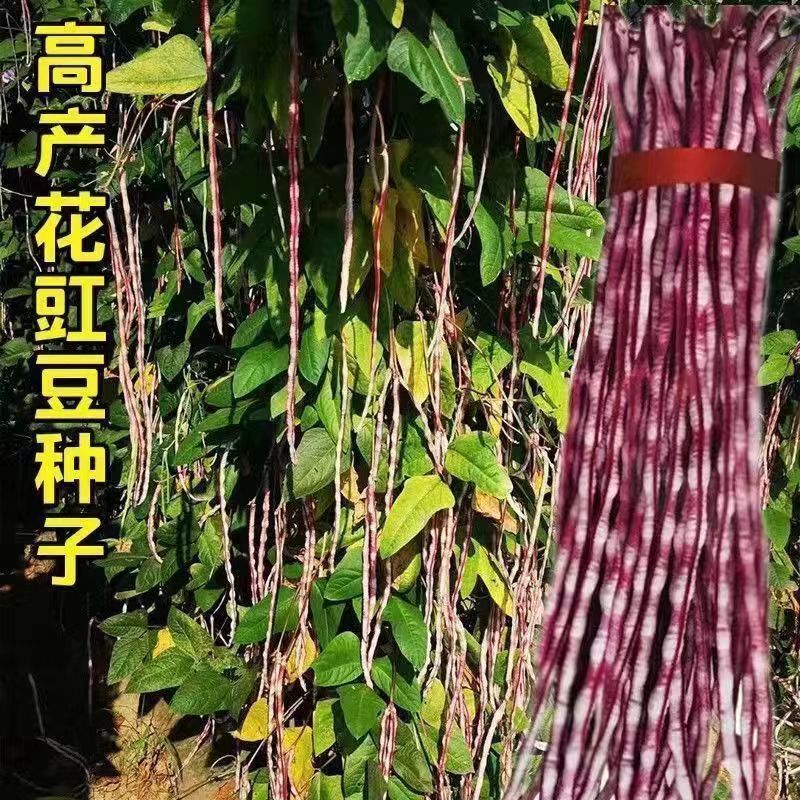 龙纹豇豆种子花皮豇豆长豆角种籽架豆春秋季播农家田园蔬菜种