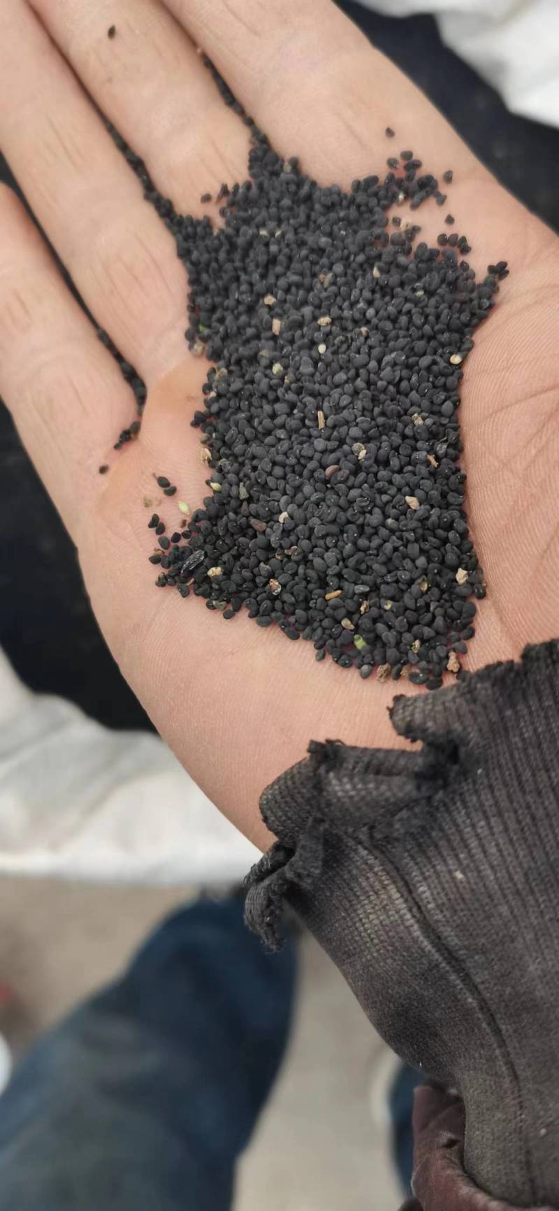 黄芩种子大量现货量大的价格还可以优惠欢迎电话联系