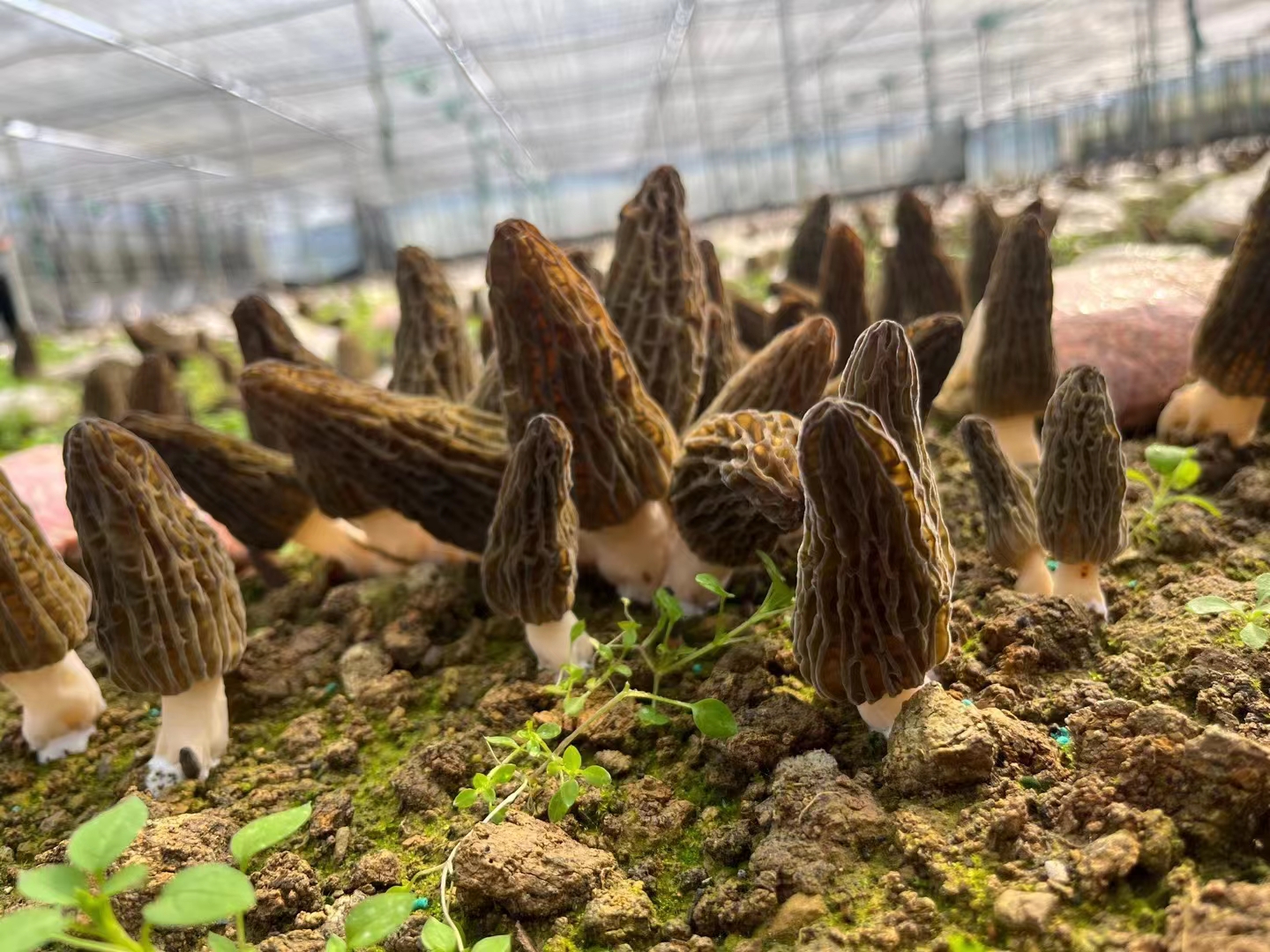 唐县羊肚菌采摘现场