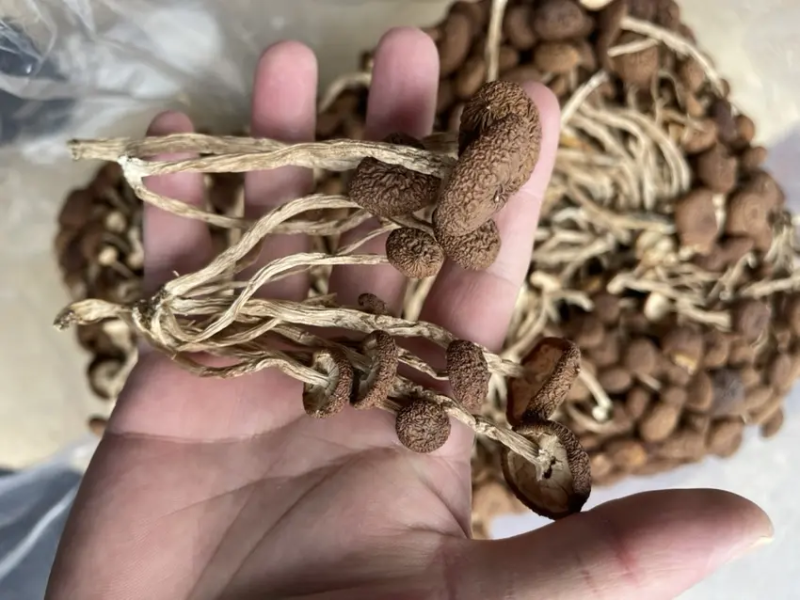【推荐】福建古田鹿茸菇干货批发一手货源价格稳定全国可发