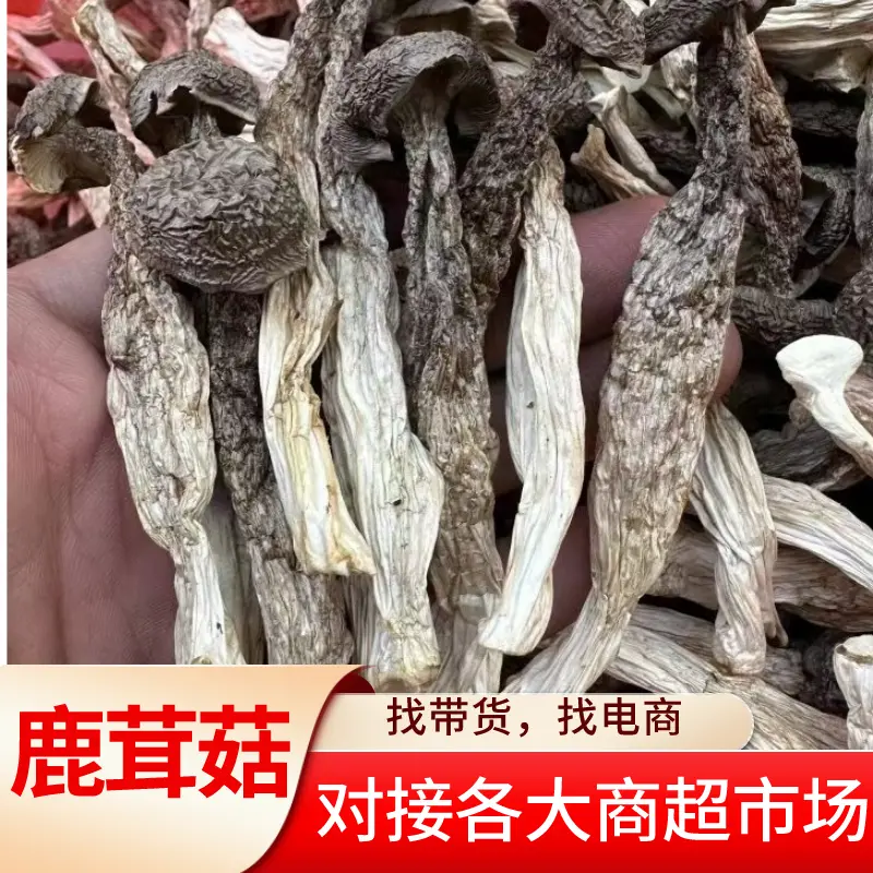 【推荐】福建古田鹿茸菇干货批发一手货源价格稳定全国可发