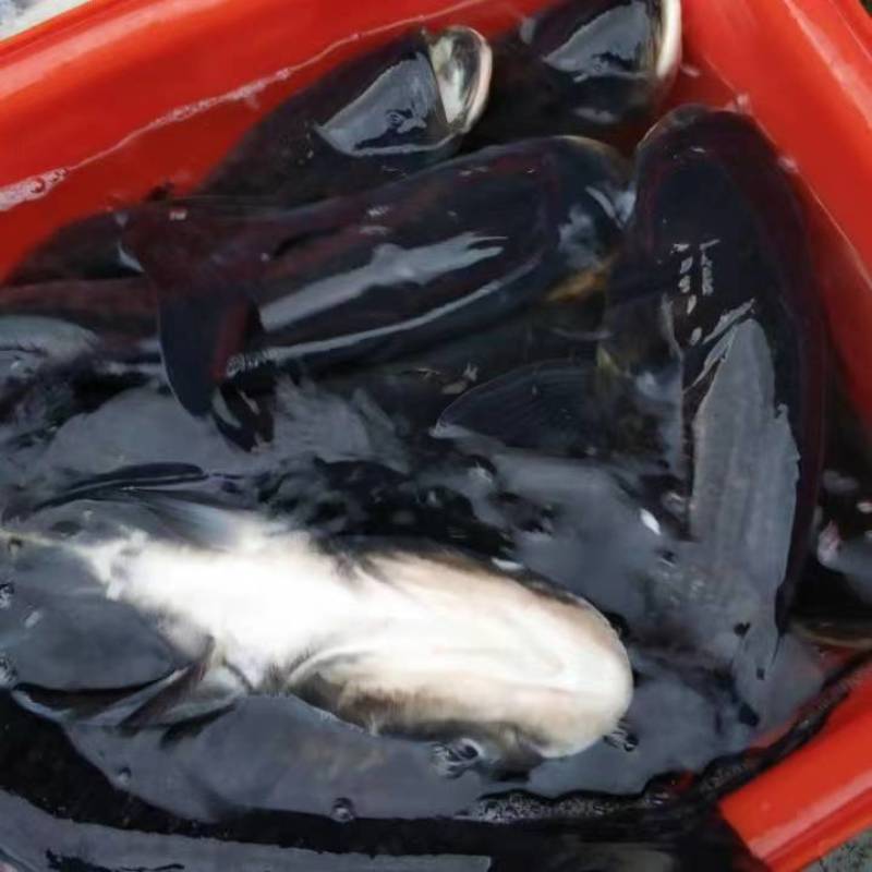 千岛湖生态有机鳙鱼活鱼现杀整条冰鲜发货质量保证