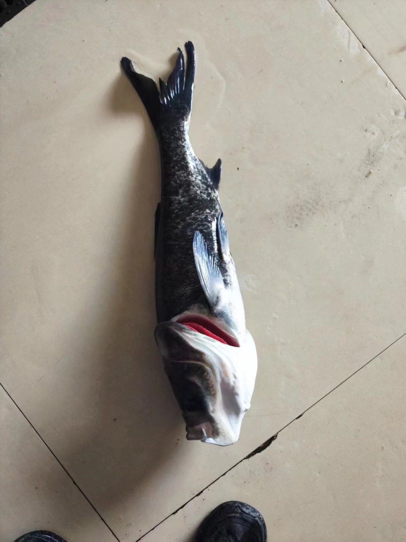 千岛湖生态有机鳙鱼活鱼现杀整条冰鲜发货质量保证