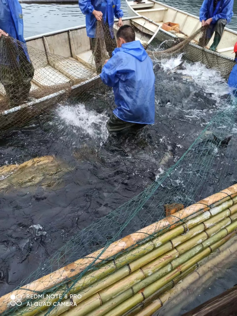 千岛湖生态有机鳙鱼活鱼现杀整条冰鲜发货质量保证