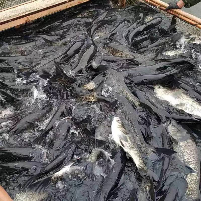 千岛湖生态有机鳙鱼活鱼现杀整条冰鲜发货质量保证