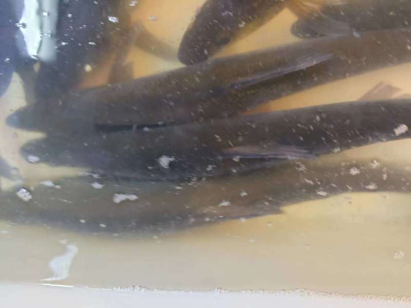 千岛湖大白鱼基地直供质量保证一手货源规格齐全欢迎订购