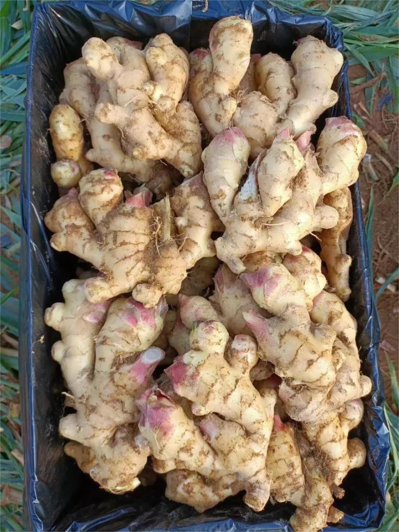 云南正宗高原小黄姜，品质好味道香，有充足的货品，欢迎来电