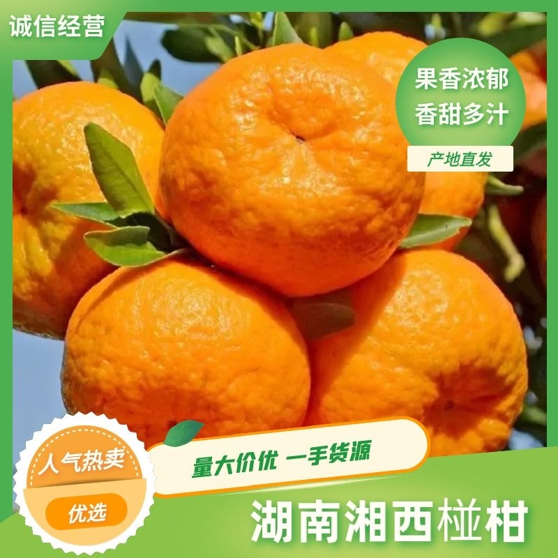 湖南湘西椪柑怀化柑桔皮粗糙果肉汁多味甜欢迎老板咨询