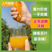广西武鸣沃柑大量上市现摘现发支持一件代发对接全国