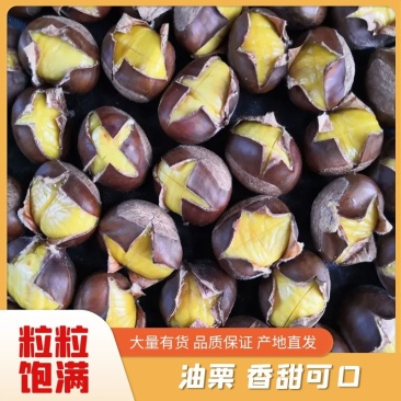 山东油栗特选炒栗种批发代发产地直发量大来支持一件代发