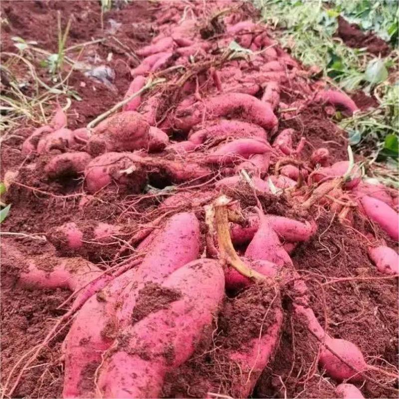 云南高原红薯红皮王，现大量供应对接全国各大市场，欢迎来电