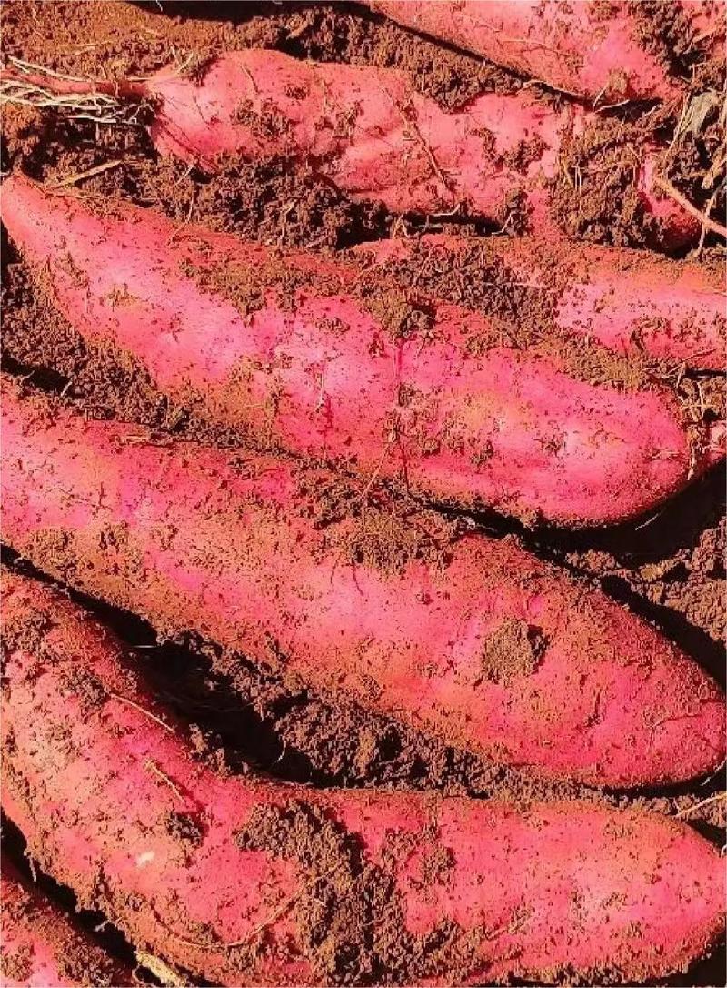 云南高原红薯红皮王，现大量供应对接全国各大市场，欢迎来电