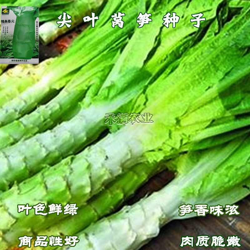 【抗热品种2-10月可种】四季莴笋种子清香味莴苣种籽夏季