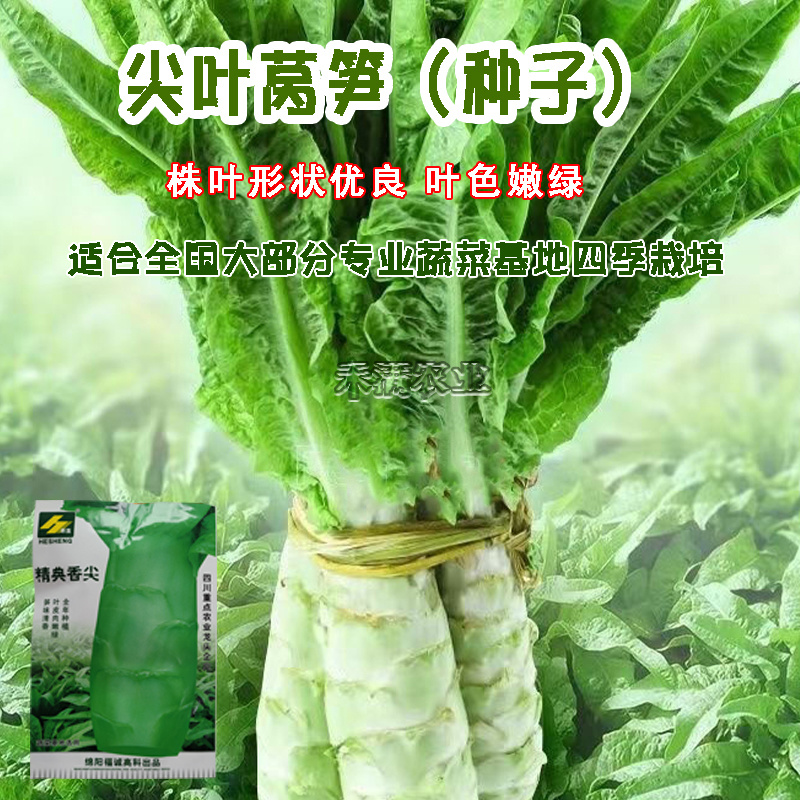 【抗热品种2-10月可种】四季莴笋种子清香味莴苣种籽夏季